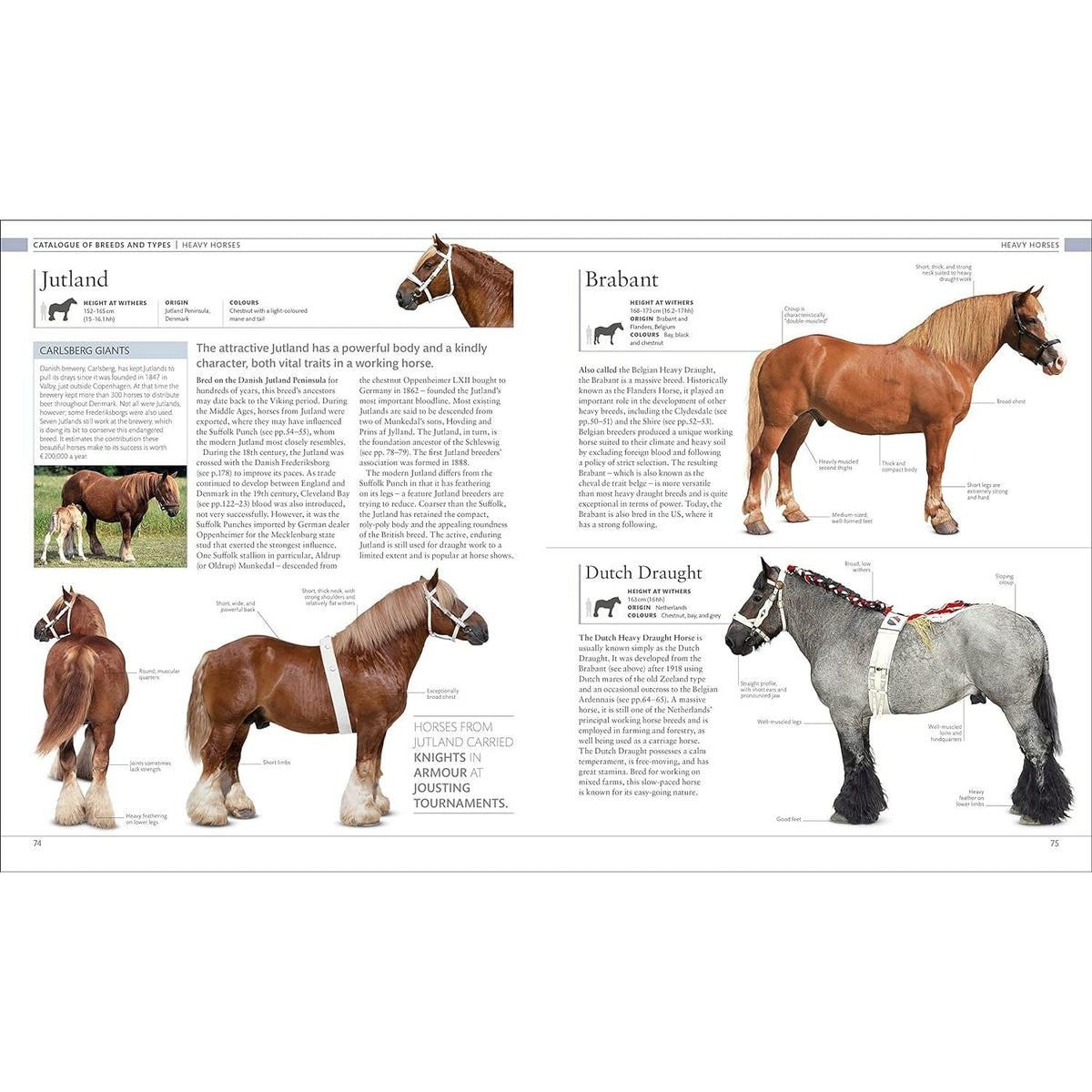 The Horse Encyclopedia (DK Pet Encyclopedias) by Elwyn Hartley Edwards