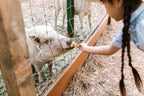 Charlotte's Web